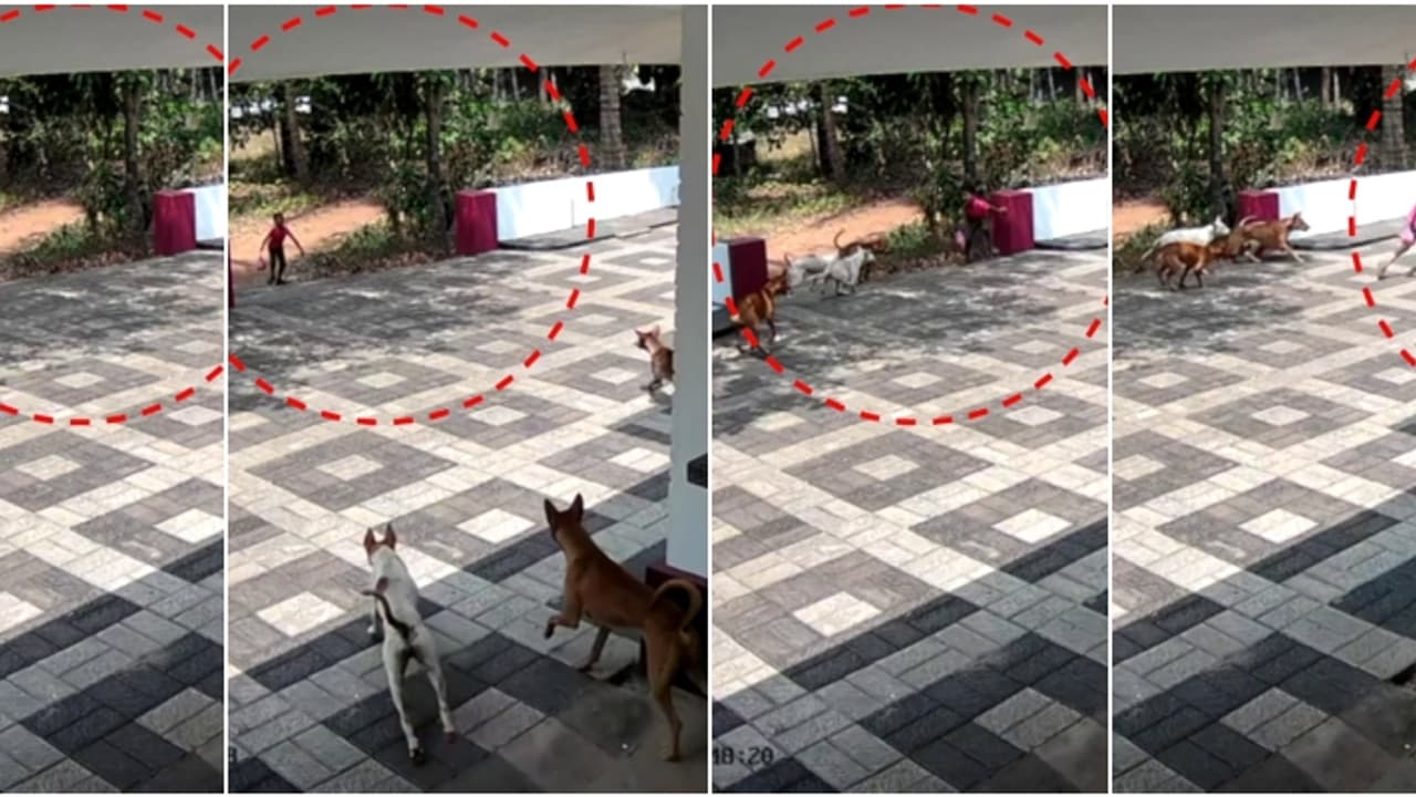 മലപ്പുറത്ത് ഏഴ് വയസുകാരന് നേരെ പാഞ്ഞടുത്ത് തെരുവ് നായ കൂട്ടം; കുട്ടി രക്ഷപ്പെട്ടത് തലനാരിഴയ്ക്ക് മലപ്പുറത്ത് ഏഴ് വയസുകാരന് നേരെ പാഞ്ഞടുത്ത് തെരുവ് നായ കൂട്ടം; കുട്ടി രക്ഷപ്പെട്ടത് തലനാരിഴയ്ക്ക്