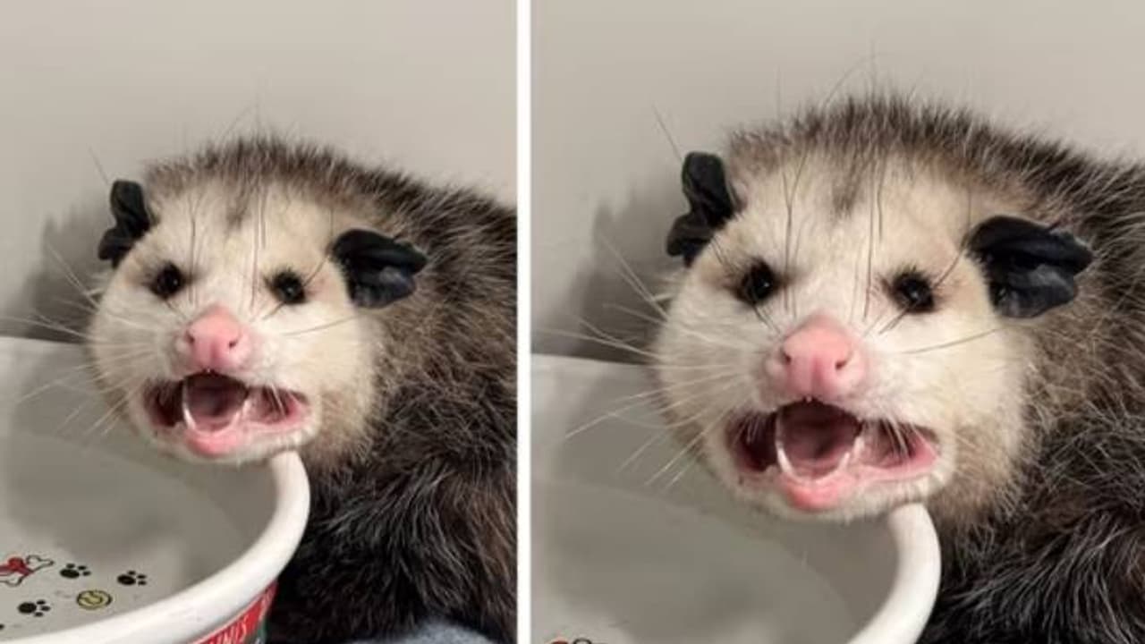 ഒരു ചോക്ലേറ്റ് കേക്ക് അപ്പാടെ തിന്നു, കിറുങ്ങിവീണ് ഒപ്പോസം, നേരെ ആശുപത്രിയിലേക്ക്, ഇനി ഷുഗർഡയറ്റ് ഒരു ചോക്ലേറ്റ് കേക്ക് അപ്പാടെ തിന്നു, കിറുങ്ങിവീണ് ഒപ്പോസം, നേരെ ആശുപത്രിയിലേക്ക്, ഇനി ഷുഗർഡയറ്റ്