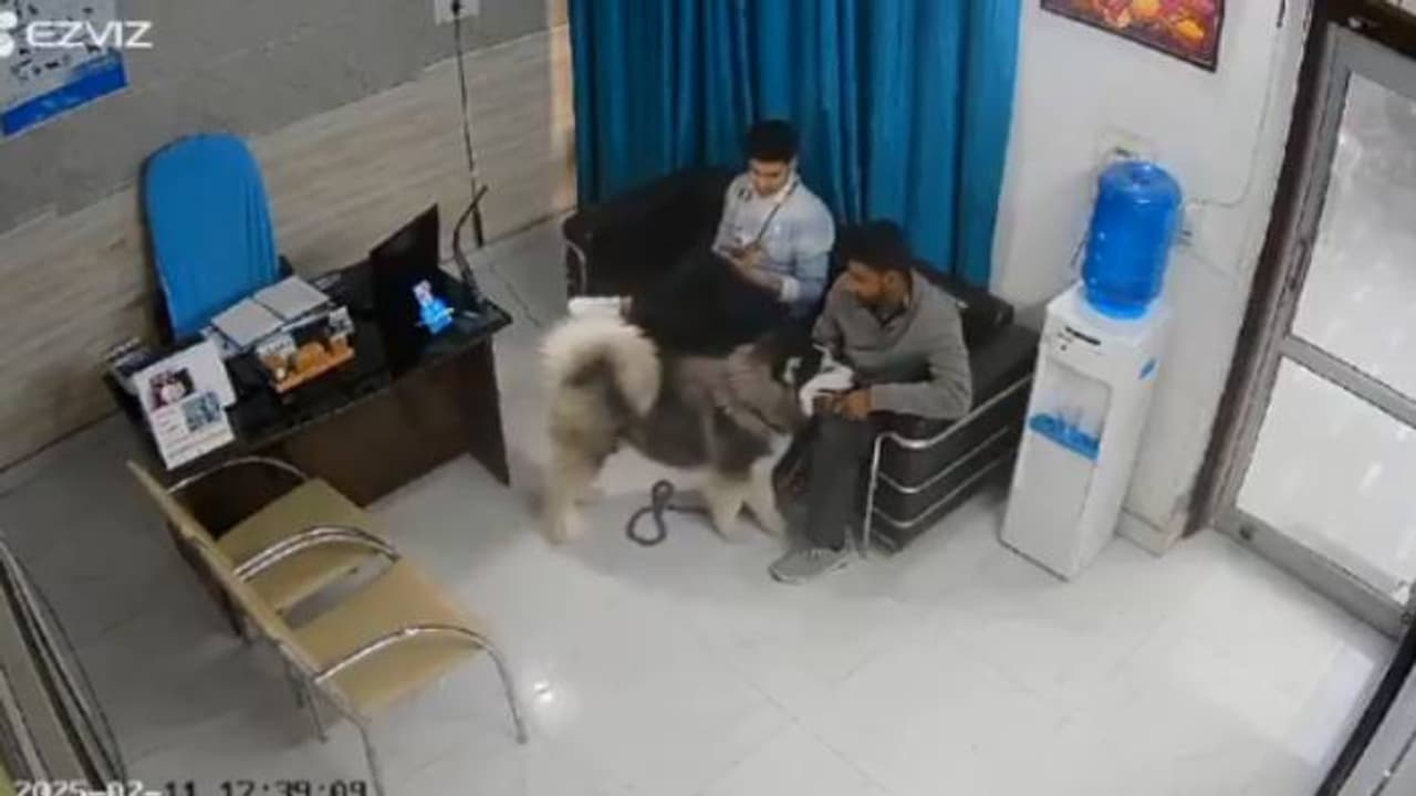 ഞെട്ടിക്കുന്ന സിസിടിവി ദൃശ്യങ്ങൾ, ആദ്യം സ്നേഹത്തോടെ അടുത്തുവന്നു, നൊടിയിടയിൽ അക്രമകാരിയായി ഹസ്കി ഞെട്ടിക്കുന്ന സിസിടിവി ദൃശ്യങ്ങൾ, ആദ്യം സ്നേഹത്തോടെ അടുത്തുവന്നു, നൊടിയിടയിൽ അക്രമകാരിയായി ഹസ്കി