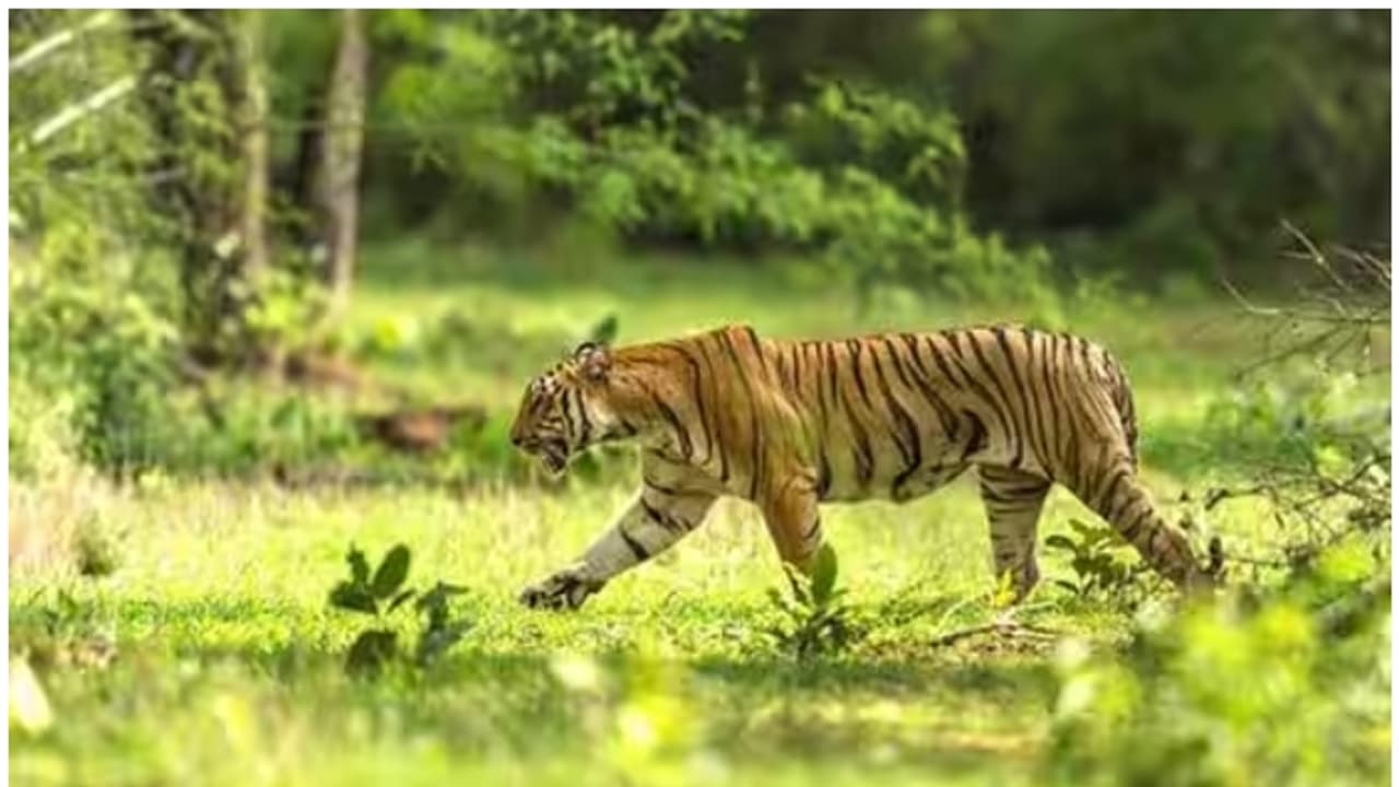 അതിശയിപ്പിക്കുന്ന പ്രകൃതി; യുനെസ്കോ പട്ടികയിൽ ഇടംപിടിച്ച ഇന്ത്യയിലെ ചില കിടിലൻ സ്ഥലങ്ങൾ അതിശയിപ്പിക്കുന്ന പ്രകൃതി; യുനെസ്കോ പട്ടികയിൽ ഇടംപിടിച്ച ഇന്ത്യയിലെ ചില കിടിലൻ സ്ഥലങ്ങൾ