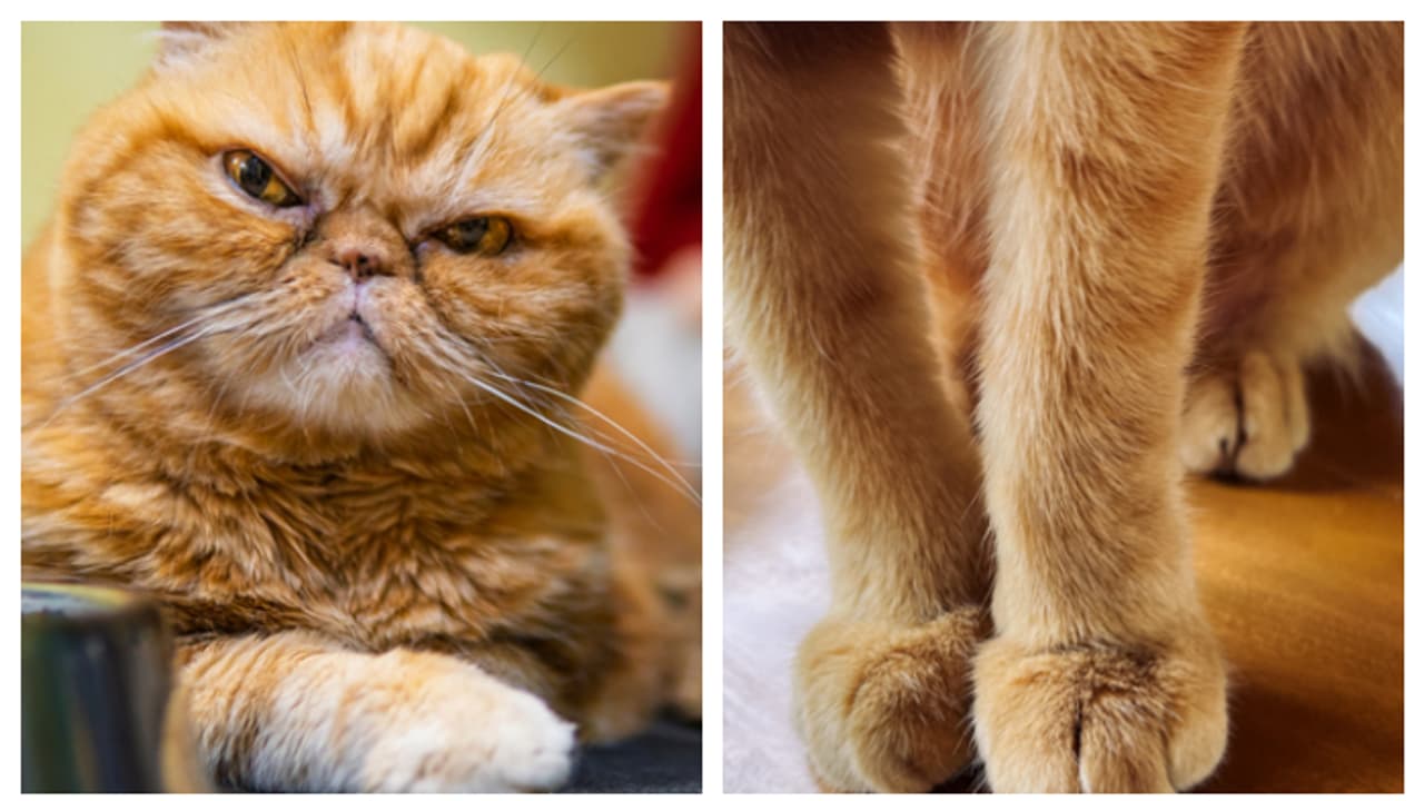 ഫ്ലാറ്റിൽ വളർത്തിയത് 350 പൂച്ചകളെ, പിന്നാലെ യുവതിക്ക് നോട്ടീസ്, 48 മണിക്കൂറിൽ പരിഹാരം കാണണം! ഫ്ലാറ്റിൽ വളർത്തിയത് 350 പൂച്ചകളെ, പിന്നാലെ യുവതിക്ക് നോട്ടീസ്, 48 മണിക്കൂറിൽ പരിഹാരം കാണണം!