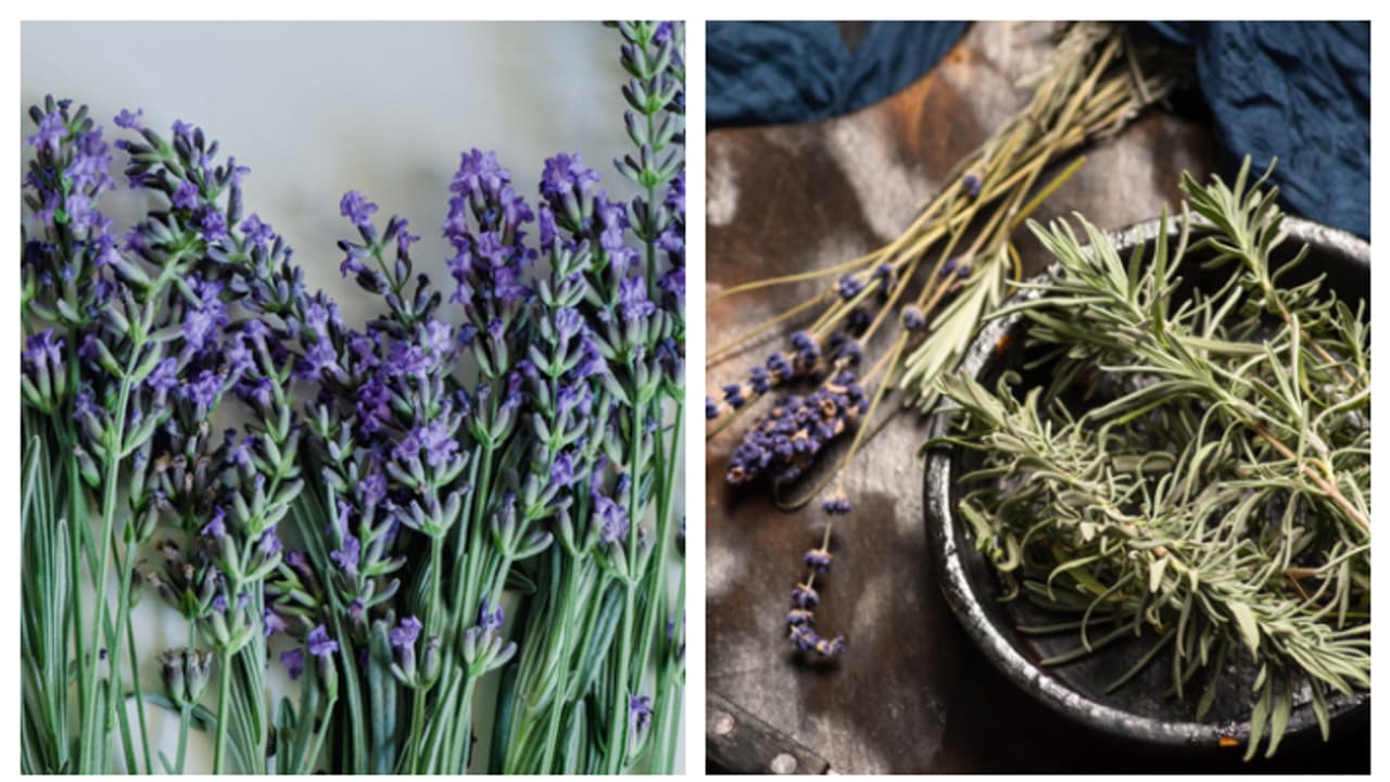 ഉറക്കകുറവും അലർജിയും കൊണ്ട് പൊറുതിമുട്ടിയോ? പരിഹാരം ഈ ചെടികളിലുണ്ട് ഉറക്കകുറവും അലർജിയും കൊണ്ട് പൊറുതിമുട്ടിയോ? പരിഹാരം ഈ ചെടികളിലുണ്ട്