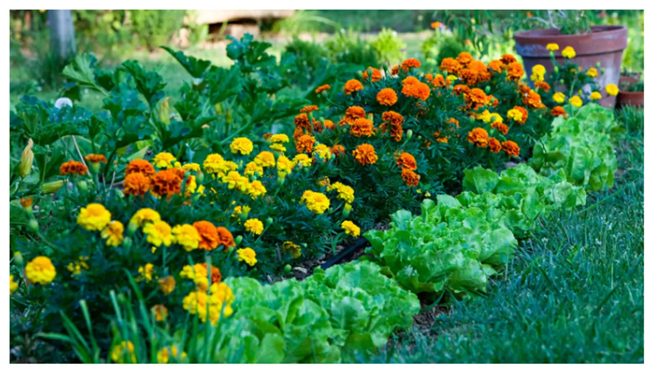 ഈ ചെടികൾ നിങ്ങളുടെ വീട്ടിലുണ്ടോ? എങ്കിൽ സൂക്ഷിക്കണം ഈ ചെടികൾ നിങ്ങളുടെ വീട്ടിലുണ്ടോ? എങ്കിൽ സൂക്ഷിക്കണം