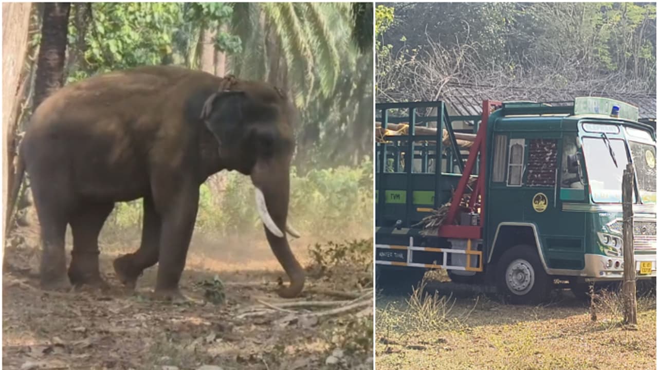 വിക്രമും കുഞ്ചുവും സുരേന്ദ്രനും റെഡി, ബാക്കി കാര്യങ്ങൾ നോക്കിയാൽ മതി; അതിരപ്പിള്ളിയിൽ കൊമ്പനെ പിടികൂടും വിക്രമും കുഞ്ചുവും സുരേന്ദ്രനും റെഡി, ബാക്കി കാര്യങ്ങൾ നോക്കിയാൽ മതി; അതിരപ്പിള്ളിയിൽ കൊമ്പനെ പിടികൂടും
