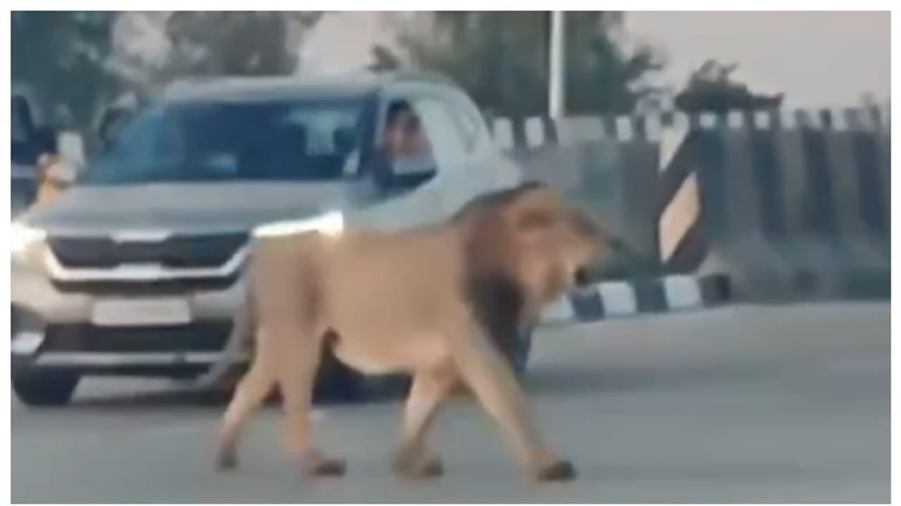 'നിർത്ത്, രാജാവ് നടന്ന് പോകുന്നത് കണ്ടൂടേ?' ഗുജറാത്തിൽ തിരക്കേറിയ ഹൈവേയിലൂടെ പോകുന്ന സിംഹം; വീഡിയോ വൈറൽ 'നിർത്ത്, രാജാവ് നടന്ന് പോകുന്നത് കണ്ടൂടേ?' ഗുജറാത്തിൽ തിരക്കേറിയ ഹൈവേയിലൂടെ പോകുന്ന സിംഹം; വീഡിയോ വൈറൽ