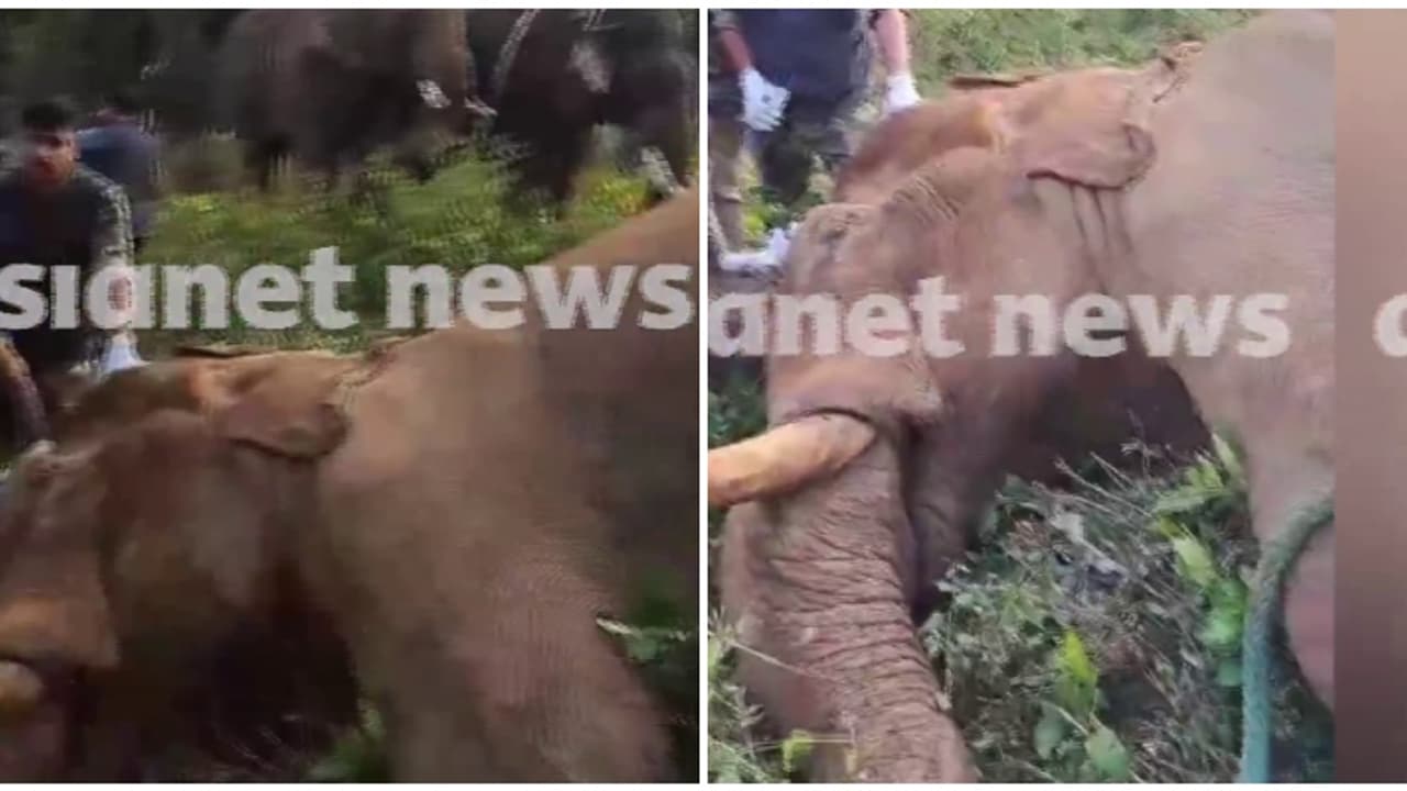 മസ്തകത്തിൽ പരിക്കേറ്റ ആനയെ കണ്ടെത്തി മയക്കുവെടിവെച്ചു, ആന നിലത്തേക്ക് വീണു; ആശങ്ക മസ്തകത്തിൽ പരിക്കേറ്റ ആനയെ കണ്ടെത്തി മയക്കുവെടിവെച്ചു, ആന നിലത്തേക്ക് വീണു; ആശങ്ക