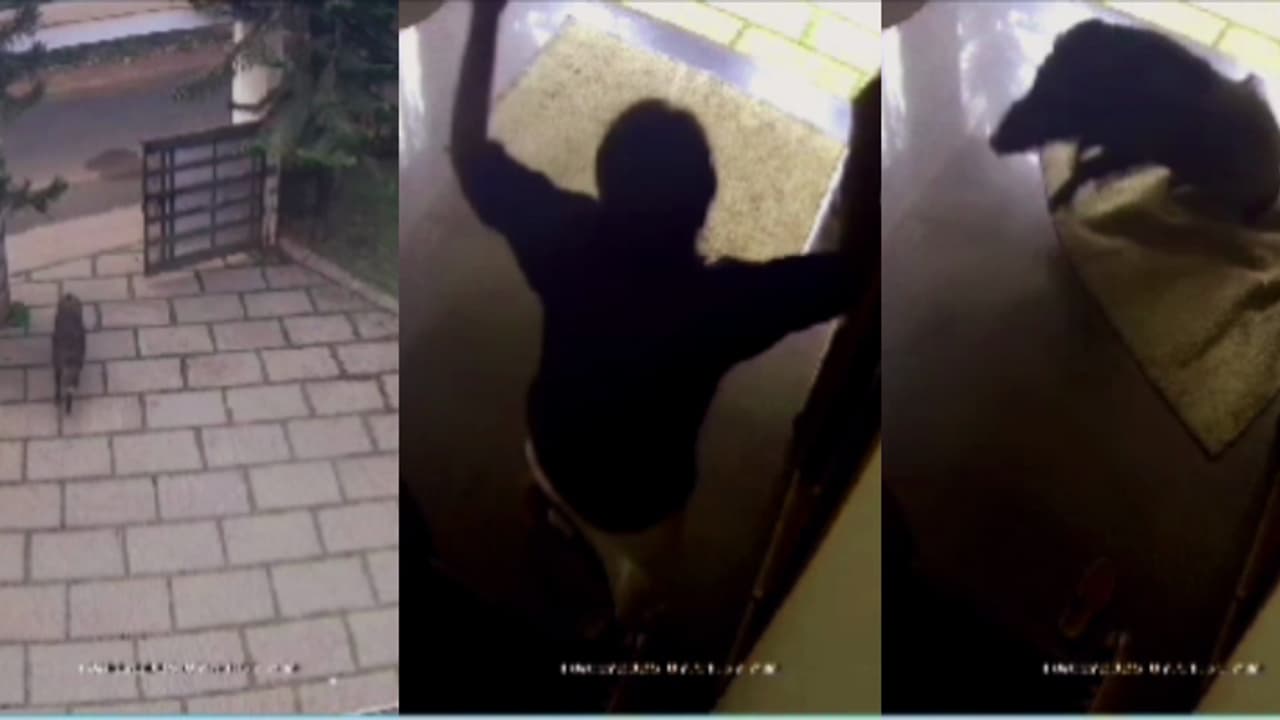 വീട്ടിനുള്ളിലും രക്ഷയില്ല! പത്രം വായിച്ചിരിക്കെ സലീമിനുനേരെ പാഞ്ഞടുത്ത് കാട്ടുപന്നി, രക്ഷപ്പെട്ടത് തലനാരിഴക്ക്