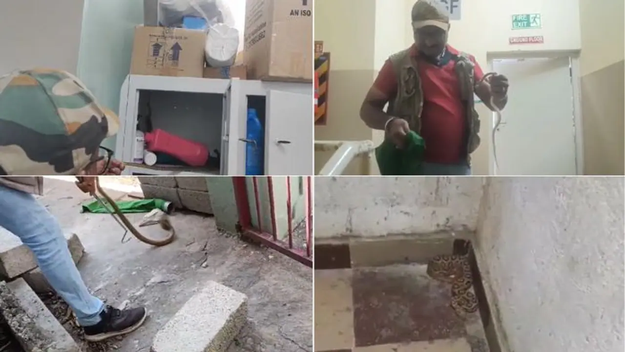 Bengaluru residents warned as snakes enter homes amid rising heat; BBMP on high alert