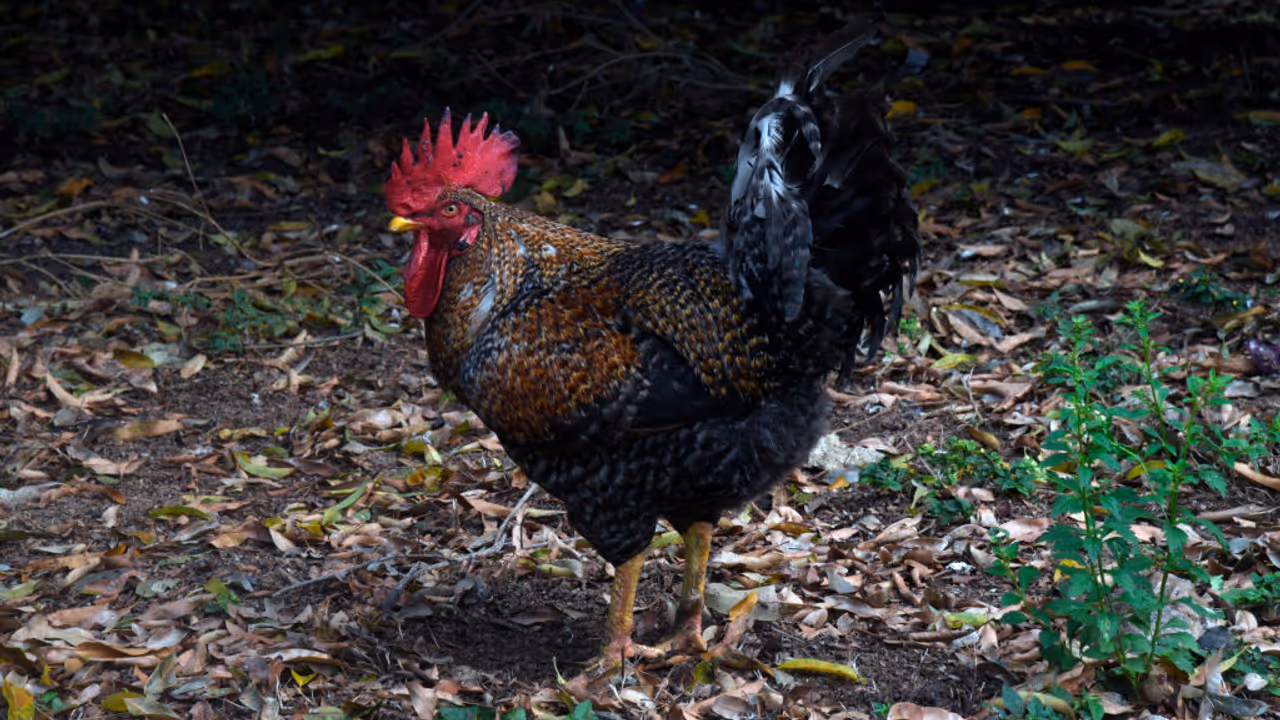 'Everyday at 3 am': Kerala man files complaint against neighbour's rooster for disturbing sleep, wins battle