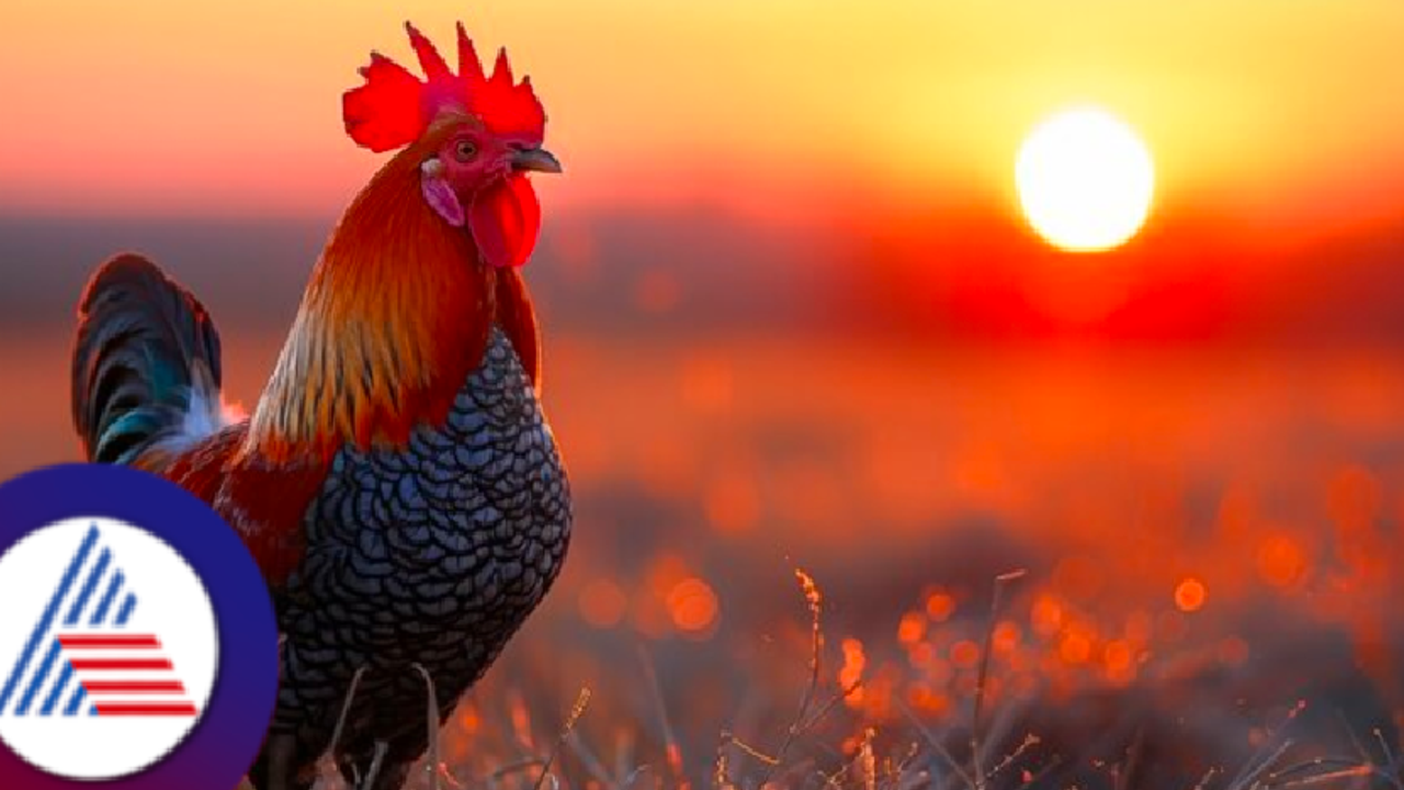 ನಸುಕಿನ ಜಾವ 3ಕ್ಕೆ ಕೂಗಿದ್ದಕ್ಕೆ ಕೋಳಿ ಮೇಲೆ ಬಿತ್ತು ಕೇಸ್! ಕೂಗಿದ್ದೇ ತಪ್ಪಾಯ್ತಾ? ಕೇರಳದಲ್ಲೊಂಉ ವಿಚಿತ್ರ ಘಟನೆ!