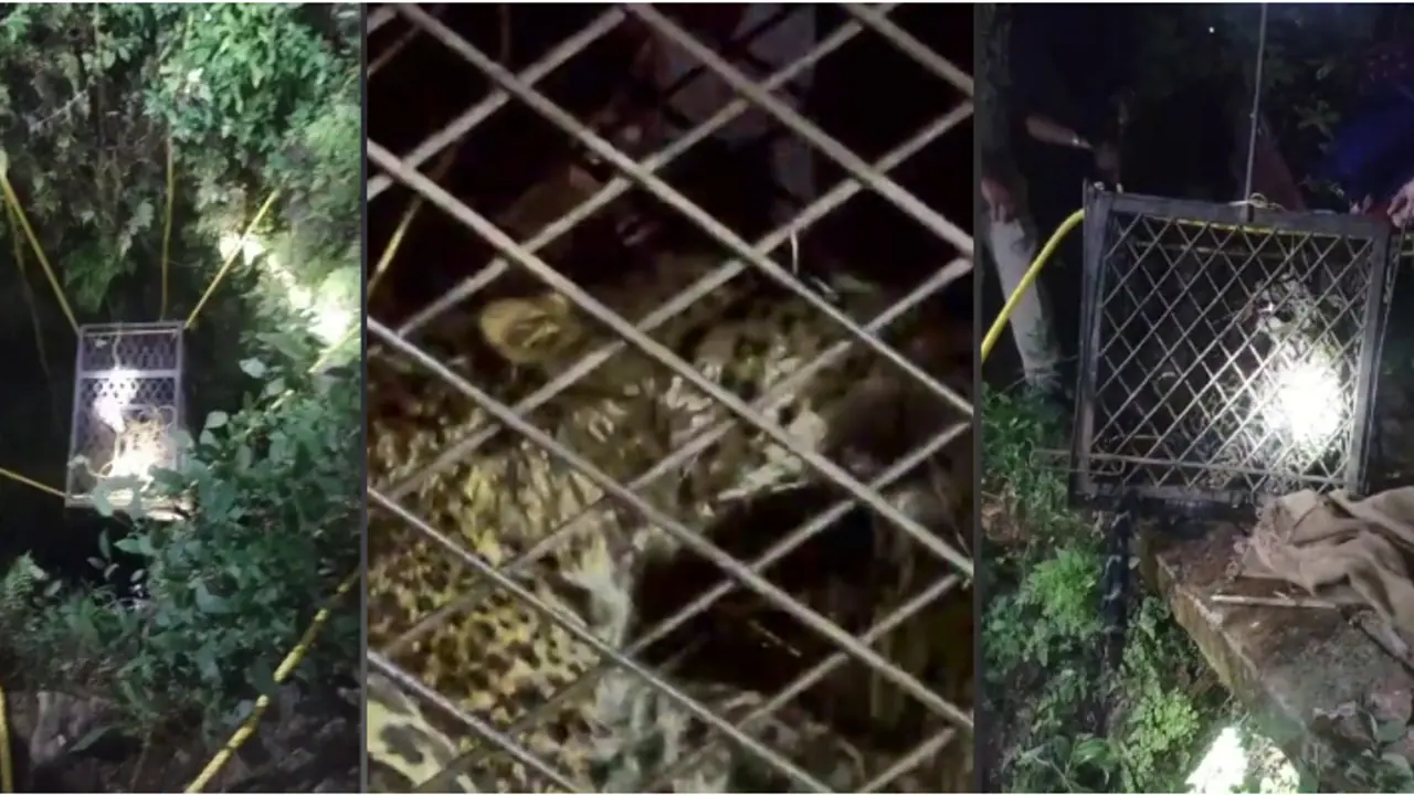 Kerala: Daring 6.5 hour rescue mission saves tiger from well in Palakkad's Nelliampathy