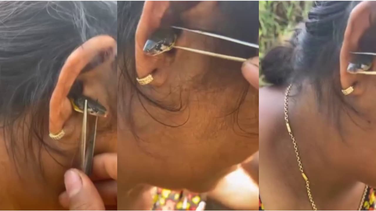 തലശ്ശേരിയിൽ സ്ത്രീയുടെ ചെവിയിൽ ഉഗ്രവിഷമുള്ള പാമ്പ് ? ഞെട്ടിക്കുന്ന വീഡിയോയുടെ യാഥാർത്ഥ്യം ഇതാണ് തലശ്ശേരിയിൽ സ്ത്രീയുടെ ചെവിയിൽ ഉഗ്രവിഷമുള്ള പാമ്പ് ? ഞെട്ടിക്കുന്ന വീഡിയോയുടെ യാഥാർത്ഥ്യം ഇതാണ്