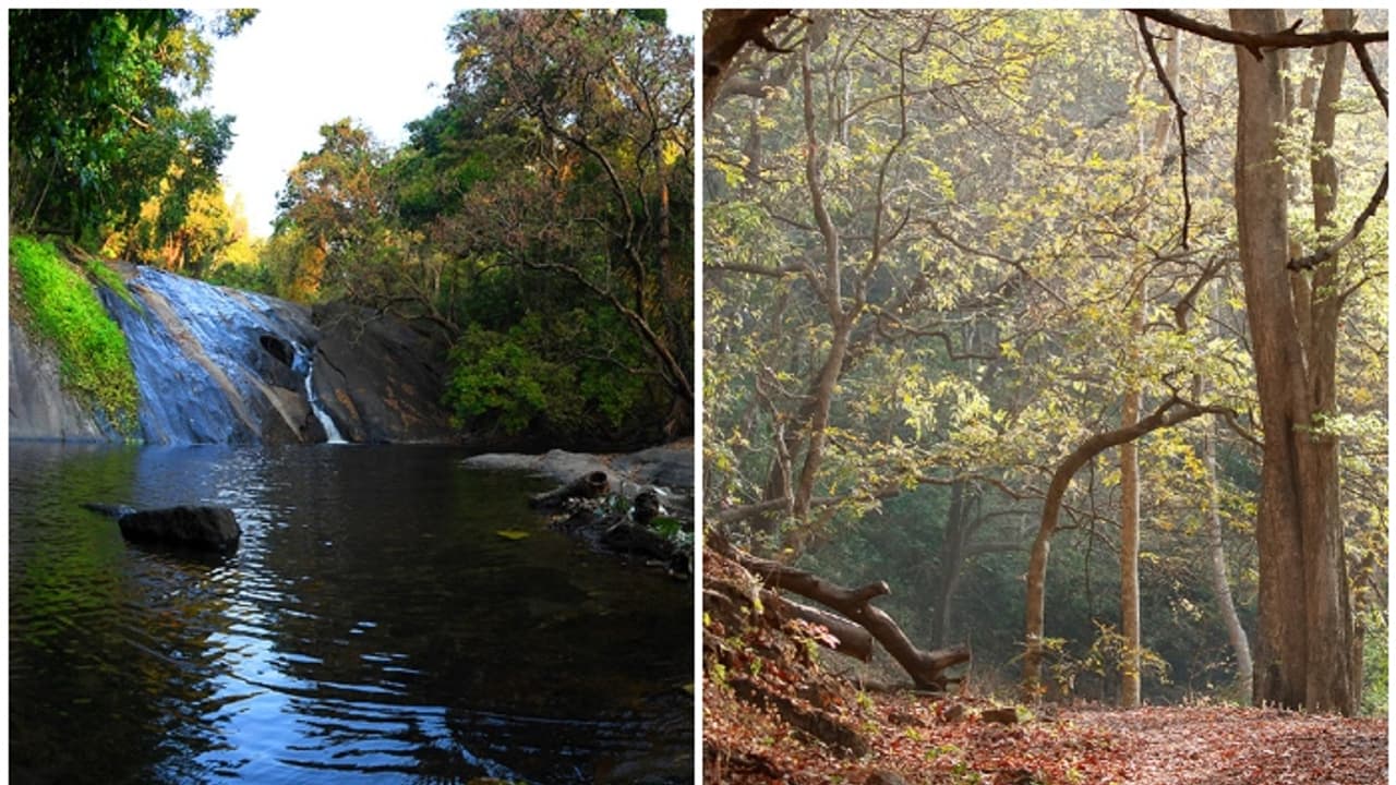 വന്യജീവികളുടെ സാന്നിധ്യമറിഞ്ഞൊരു ട്രക്കിംഗ്, കാട്ടരുവിയിലൊരു കുളിയും; ഇത് കേരളത്തിന്റെ സ്വന്തം 'ധോണി' വന്യജീവികളുടെ സാന്നിധ്യമറിഞ്ഞൊരു ട്രക്കിംഗ്, കാട്ടരുവിയിലൊരു കുളിയും; ഇത് കേരളത്തിന്റെ സ്വന്തം 'ധോണി'