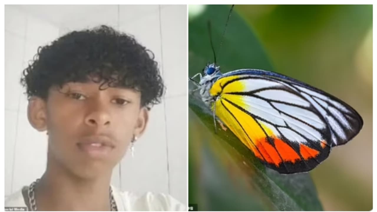 പൂമ്പാറ്റയുടെ ജഡം ശരീരത്തിൽ കുത്തിവച്ച 14 കാരൻ മരിച്ചു; വൈറൽ ചലഞ്ചിന്റെ ഭാഗമെന്ന് സംശയിച്ച് പോലീസ് പൂമ്പാറ്റയുടെ ജഡം ശരീരത്തിൽ കുത്തിവച്ച 14 കാരൻ മരിച്ചു; വൈറൽ ചലഞ്ചിന്റെ ഭാഗമെന്ന് സംശയിച്ച് പോലീസ്