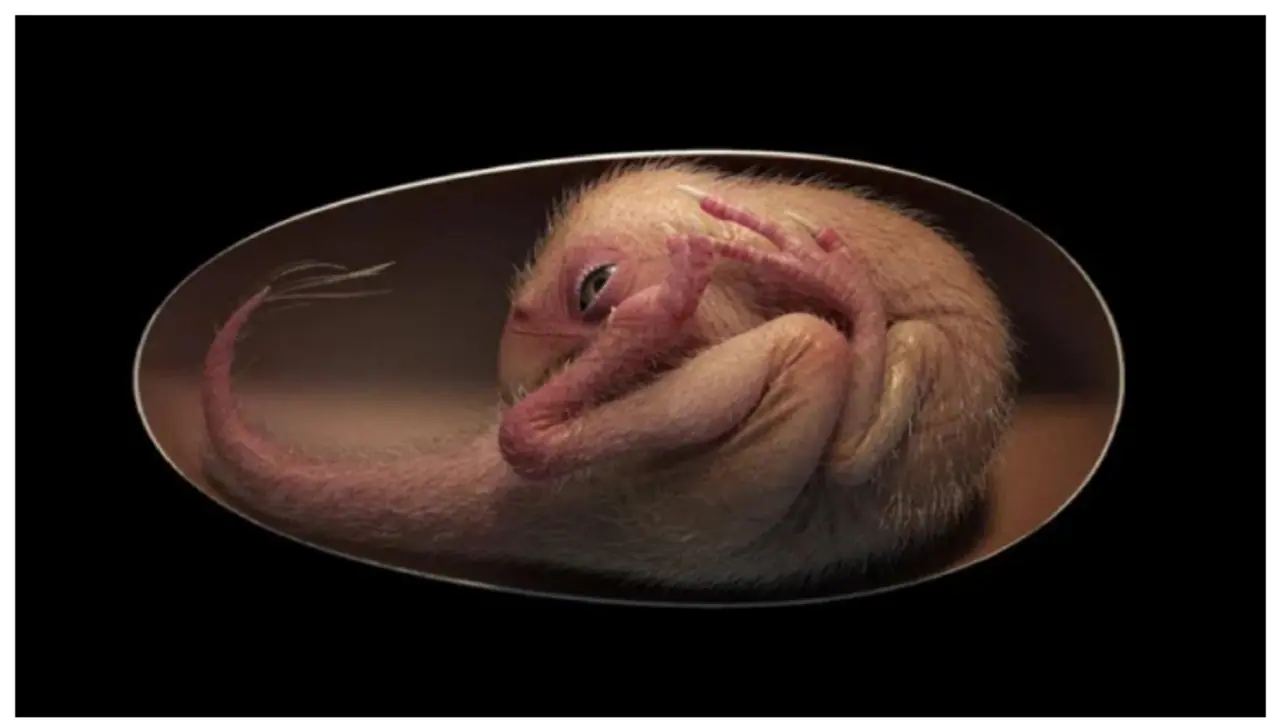 ಮಿಸೌರಿಯಲ್ಲಿ 70 ಮಿಲಿಯನ್ ವರ್ಷಗಳ ಹಿಂದಿನ ಡೈನೋಸಾರ್ ಭ್ರೂಣ ಪತ್ತೆ! ಈಗಲೂ ಡೈನೋಸರ್ ಮರಿ ಸುರಕ್ಷಿತ!