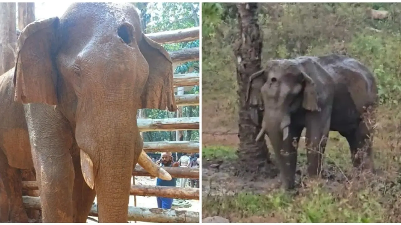 Kerala: Wild elephant spotted in Athirappilly with deep head injury dies despite treatment