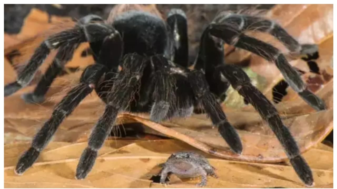 ചെറുതവളയ്ക്ക് സംരക്ഷണം ഒരുക്കുന്ന ഭീമന് ചിലന്തി; ചില മൃഗ സൌഹൃദങ്ങളെ കുറിച്ച് അറിയാം ചെറുതവളയ്ക്ക് സംരക്ഷണം ഒരുക്കുന്ന ഭീമന് ചിലന്തി; ചില മൃഗ സൌഹൃദങ്ങളെ കുറിച്ച് അറിയാം