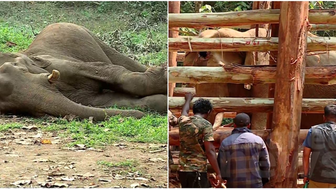 കോടനാട് ചരിഞ്ഞ കാട്ടുകൊമ്പൻ്റെ തലച്ചോറിന് അണുബാധ ഏറ്റിരുന്നു; പ്രാഥമിക പോസ്റ്റ്മോർട്ടം റിപ്പോർട്ട് പുറത്ത് കോടനാട് ചരിഞ്ഞ കാട്ടുകൊമ്പൻ്റെ തലച്ചോറിന് അണുബാധ ഏറ്റിരുന്നു; പ്രാഥമിക പോസ്റ്റ്മോർട്ടം റിപ്പോർട്ട് പുറത്ത്