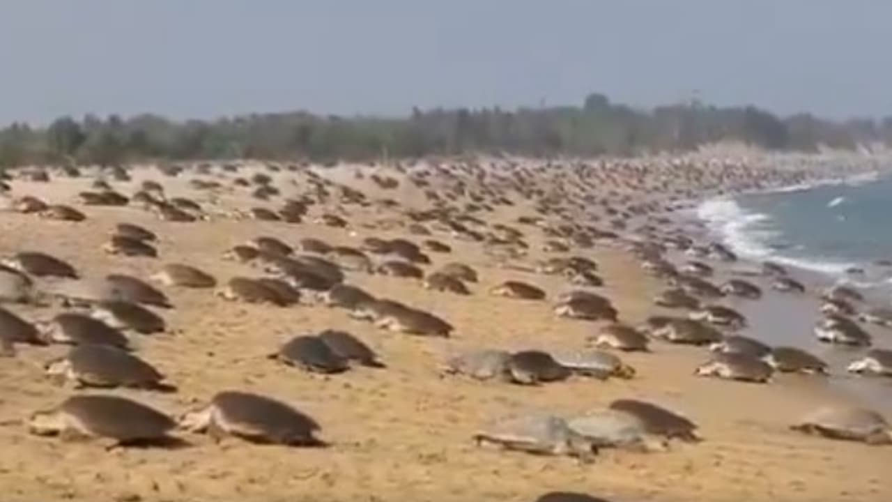 തീരത്തൊരു അത്ഭുതക്കാഴ്ച! മൂന്ന് ലക്ഷത്തോളം ഒലിവ് റിഡ്‌ലി കടലാമകൾ കൂടൊരുക്കാൻ കൂട്ടമായെത്തി