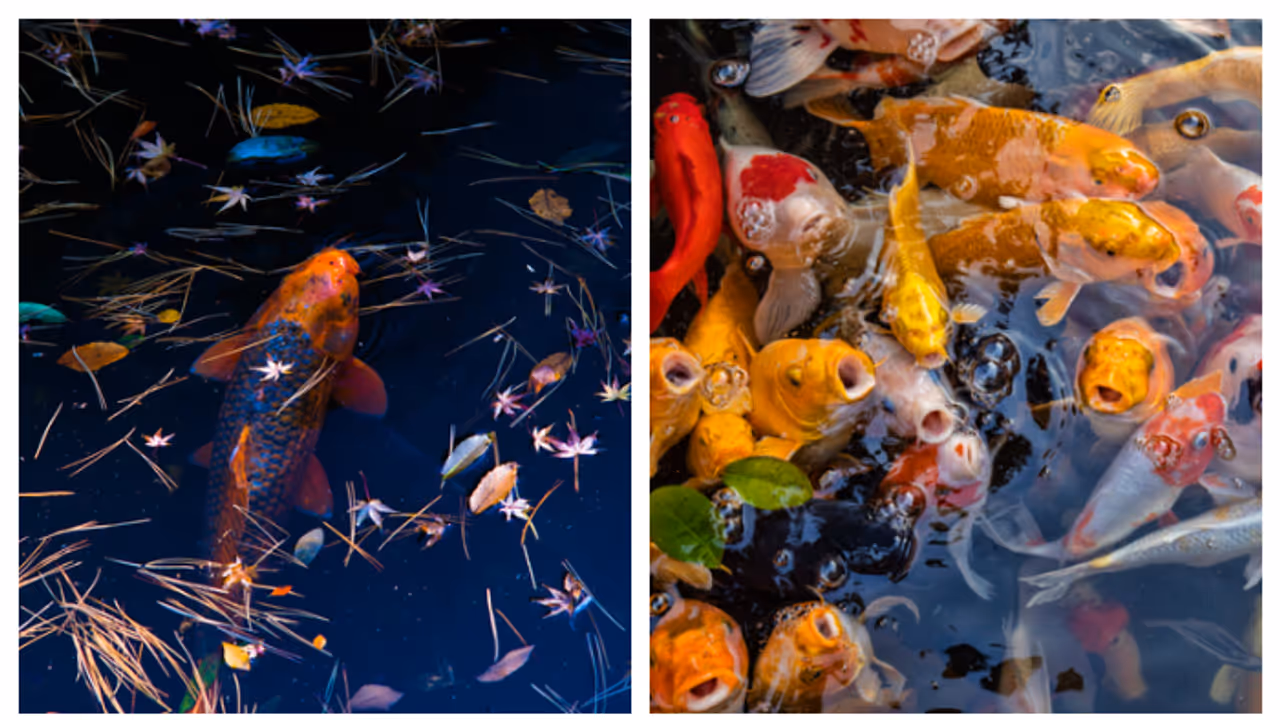 വീടുകളിൽ ട്രെൻഡ് ആയി കോയി പോണ്ട്; എന്താണിത്? അറിയാം 