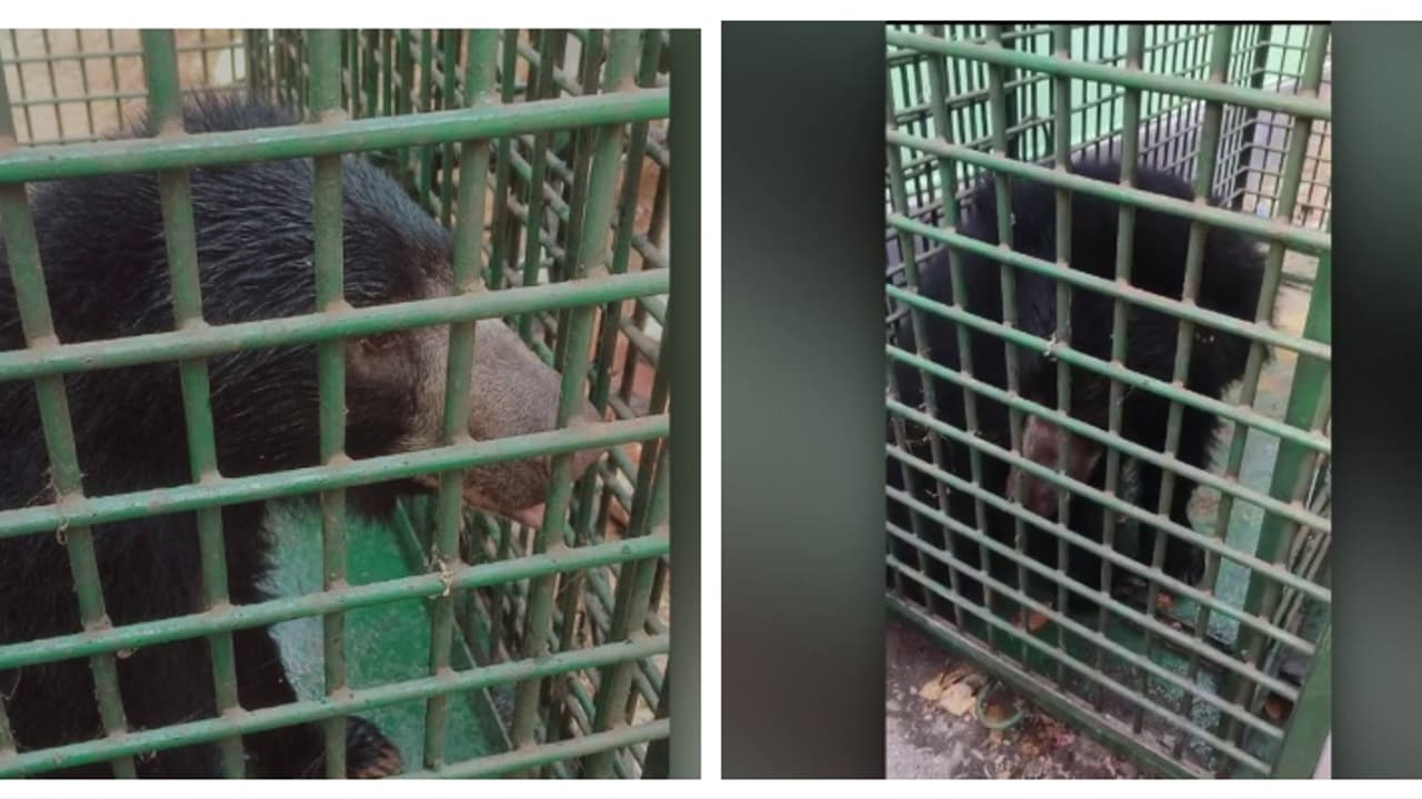 ആനയുടെ ചവിട്ടേറ്റ് ഇരുകാലുകൾക്കും പരിക്ക്; അട്ടപ്പാടിയിൽ ആർആർടി ടീം പിടികൂടി ചികിത്സയിലായിരുന്ന കരടി ചത്തു ആനയുടെ ചവിട്ടേറ്റ് ഇരുകാലുകൾക്കും പരിക്ക്; അട്ടപ്പാടിയിൽ ആർആർടി ടീം പിടികൂടി ചികിത്സയിലായിരുന്ന കരടി ചത്തു