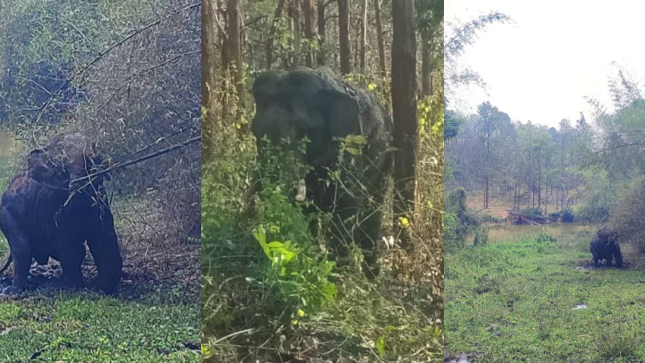 വയനാട്ടിൽ കാട്ടാന പരിക്കേറ്റ നിലയിൽ, മുൻകാലിന് ഗുരുതര പരിക്ക്; നിരീക്ഷിച്ച് വനംവകുപ്പ് വയനാട്ടിൽ കാട്ടാന പരിക്കേറ്റ നിലയിൽ, മുൻകാലിന് ഗുരുതര പരിക്ക്; നിരീക്ഷിച്ച് വനംവകുപ്പ്