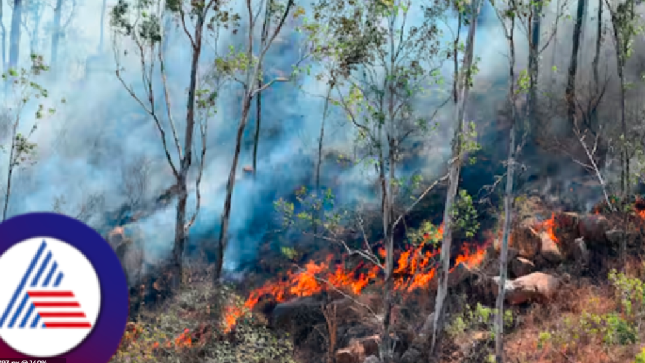 Karnataka: Wildfire destroys 35 acres of forest near Chamundi Hills, triggers security boost