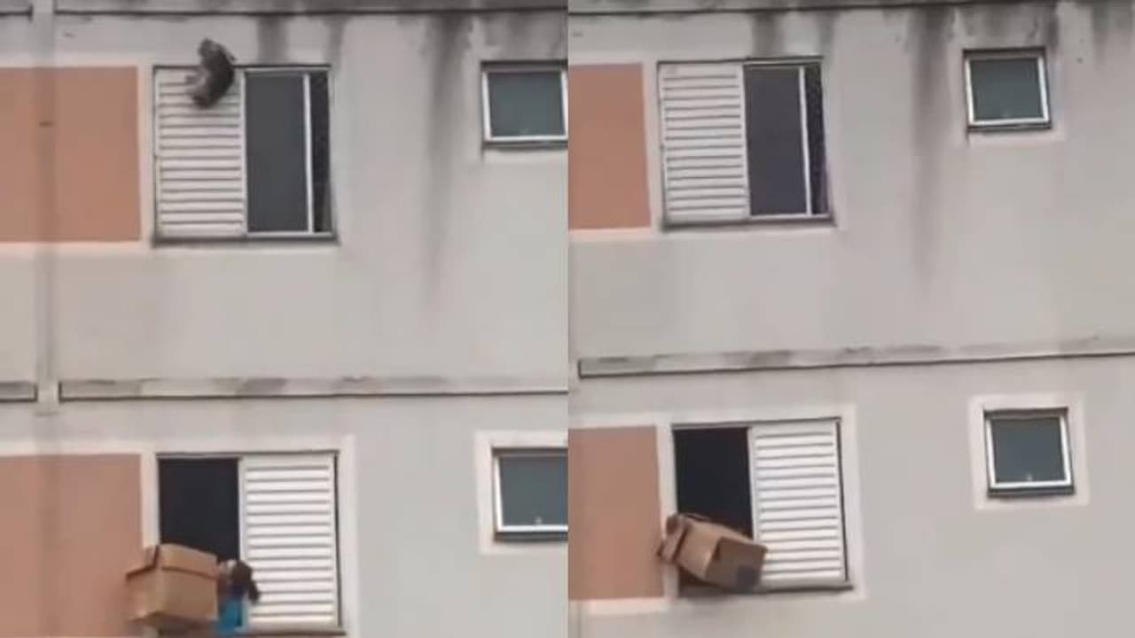 ഹോ, ഒറ്റനിമിഷം വൈകിയിരുന്നെങ്കിലോ? ഓർക്കാൻ വയ്യ, പക്ഷേ എല്ലാം കൃത്യം, നായയെ വീഴാതെ 'ബോക്സിലാക്കി' യുവതി ഹോ, ഒറ്റനിമിഷം വൈകിയിരുന്നെങ്കിലോ? ഓർക്കാൻ വയ്യ, പക്ഷേ എല്ലാം കൃത്യം, നായയെ വീഴാതെ 'ബോക്സിലാക്കി' യുവതി