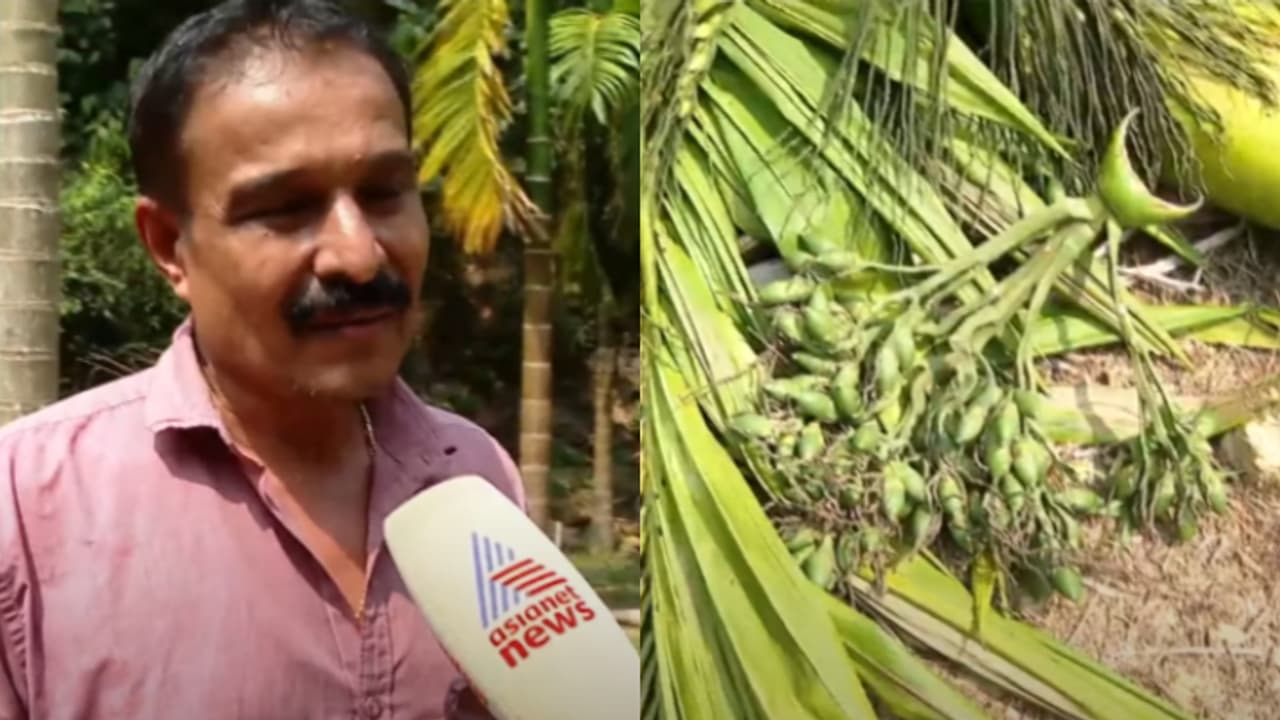 'ഉറങ്ങാൻ പറ്റുന്നില്ല, കണ്ണിൽ വെള്ളം വരുന്നു': 28 കവുങ്ങുകൾ കെഎസ്ഇബി മുന്നറിയിപ്പില്ലാതെ മുറിച്ചെന്ന് പരാതി