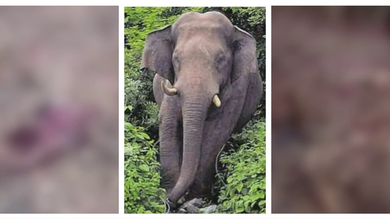 കണ്ണൂർ ആറളം ഫാമിൽ കാട്ടാന ആക്രമണത്തിൽ ആദിവാസി ദമ്പതികൾക്ക് ദാരുണാന്ത്യം കണ്ണൂർ ആറളം ഫാമിൽ കാട്ടാന ആക്രമണത്തിൽ ആദിവാസി ദമ്പതികൾക്ക് ദാരുണാന്ത്യം