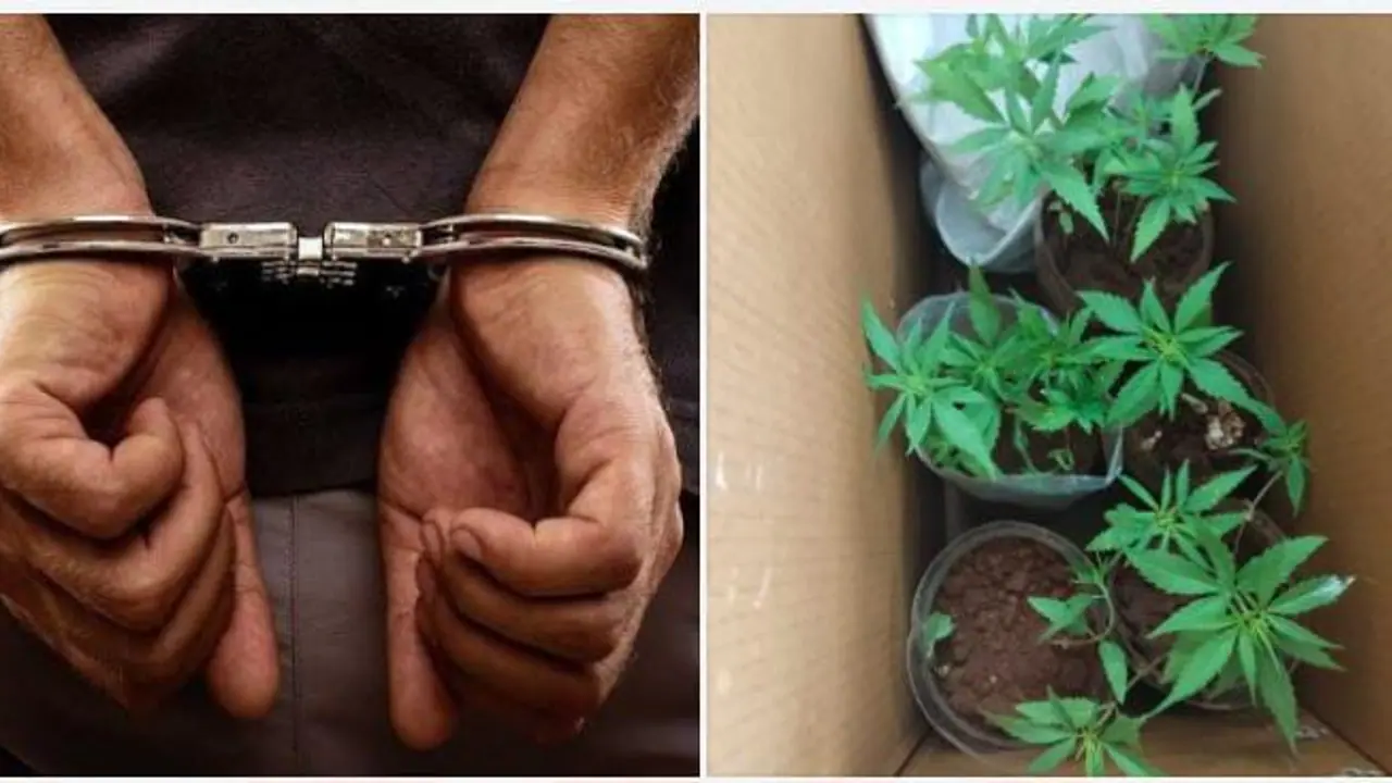 கோவையில் வீட்டு மாடியில் கஞ்சா தோட்டம் வளர்த்த கல்லூரி மாணவர்கள்.! தட்டித்தூக்கிய போலீஸ்