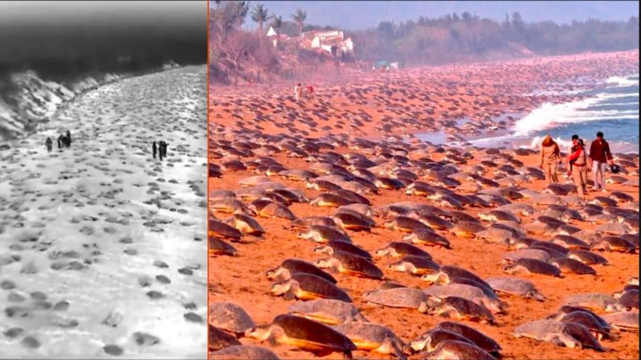 ಒಡಿಶಾ ಕಡಲತೀರಕ್ಕೆ ಲಕ್ಷಾಂತರ ಆಮೆಗಳ ಆಗಮನ.. ಫೋಟೋ ವೀಡಿಯೋ ವೈರಲ್