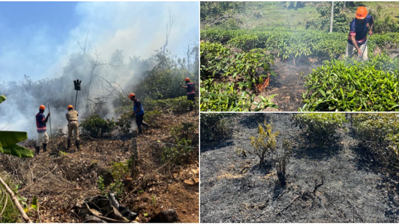 വയനാട്ടിലെ തലപ്പുഴയിൽ തേയിലത്തോട്ടത്തിന് തീപിടിച്ചു; ഒരേക്കറിലെ 300 തേയിലച്ചെടികള്‍ കത്തിനശിച്ചു