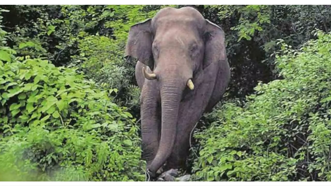 ഇടുക്കിയിൽ കാട്ടാന ആക്രമണത്തിൽ വനംവകുപ്പ് വാച്ചർക്ക് കാലിന് ഗുരുതര പരിക്ക് ഇടുക്കിയിൽ കാട്ടാന ആക്രമണത്തിൽ വനംവകുപ്പ് വാച്ചർക്ക് കാലിന് ഗുരുതര പരിക്ക്