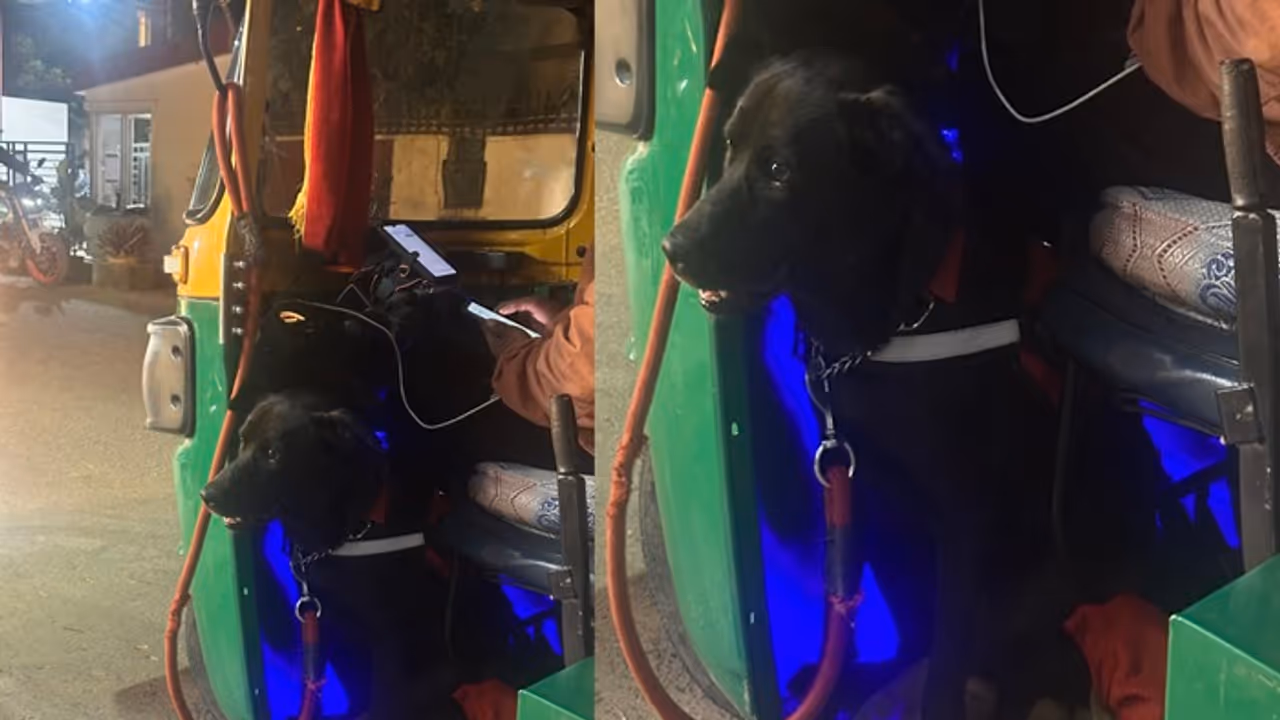 ಜಾಕಿ ಭೇಟಿ ಮಾಡಿದ್ದೀರಾ? ಆಟೋ ಚಾಲಕನ ಜೊತೆ ಬೆಂಗಳೂರು ಸುತ್ತುವ ಮುದ್ದಿನ ನಾಯಿ