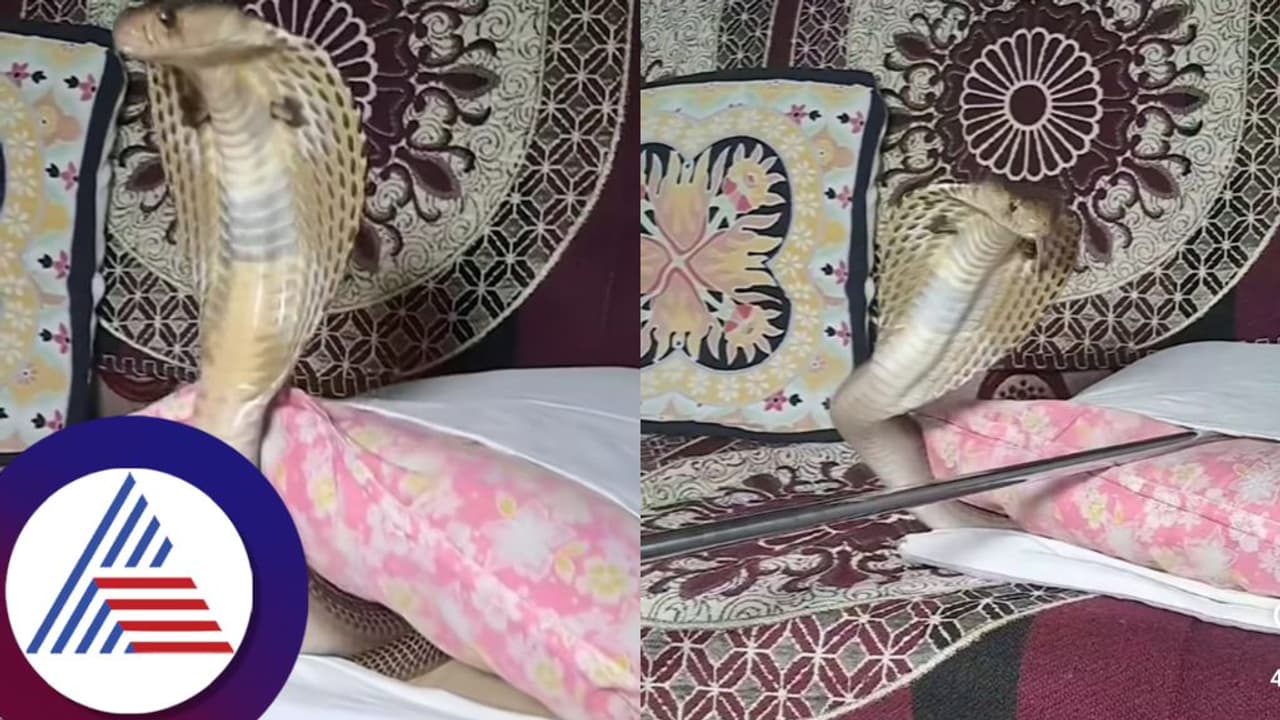 ಯಪ್ಪಾ, ದಿಂಬಿನ ಒಳಗಿತ್ತು ಬುಸ್ ಬುಸ್ ನಾಗರ, ಮಲಗೋ ಮುಂಚೆ ಎಚ್ಚರ!