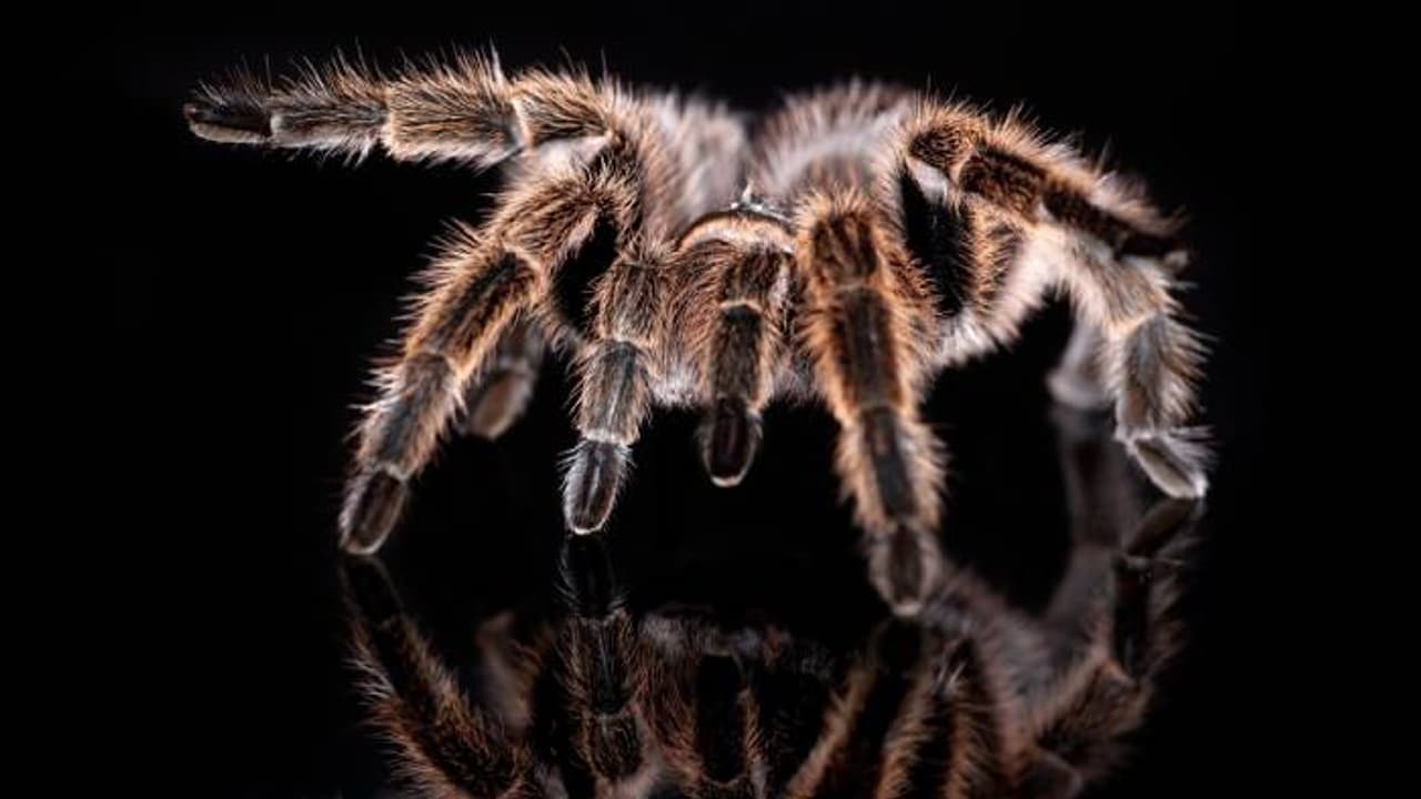 വിമാനം പറത്തുന്നതിനിടയിൽ പൈലറ്റിന് ചിലന്തിയുടെ കടിയേറ്റു, ആകെ ആശയക്കുഴപ്പം വിമാനം പറത്തുന്നതിനിടയിൽ പൈലറ്റിന് ചിലന്തിയുടെ കടിയേറ്റു, ആകെ ആശയക്കുഴപ്പം