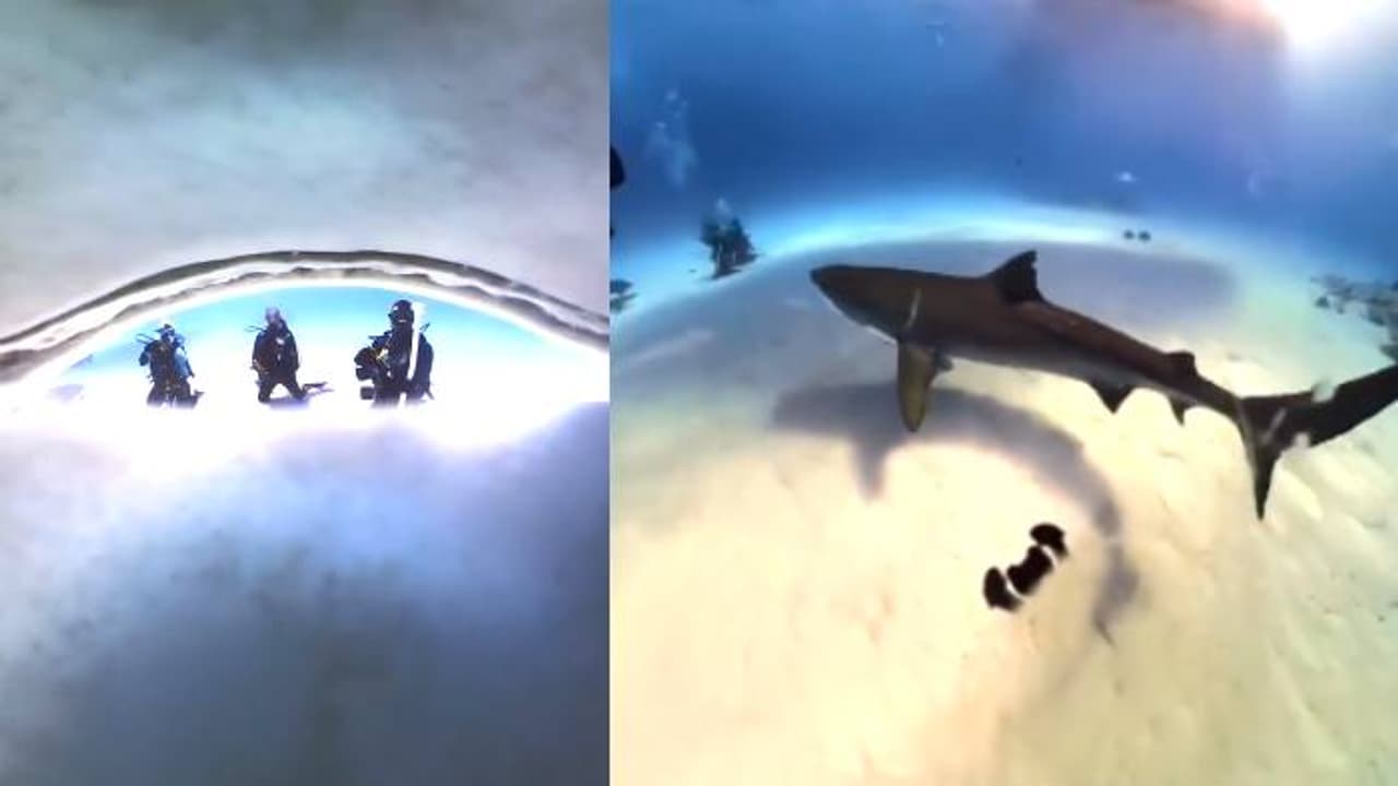 അമ്പമ്പോ കണ്ടാൽ ഞെട്ടും; സ്രാവ് വിഴുങ്ങിയ ക്യാമറയ്ക്കുള്ളിലെ ദൃശ്യങ്ങള് വൈറലാകുന്നു അമ്പമ്പോ കണ്ടാൽ ഞെട്ടും; സ്രാവ് വിഴുങ്ങിയ ക്യാമറയ്ക്കുള്ളിലെ ദൃശ്യങ്ങള് വൈറലാകുന്നു