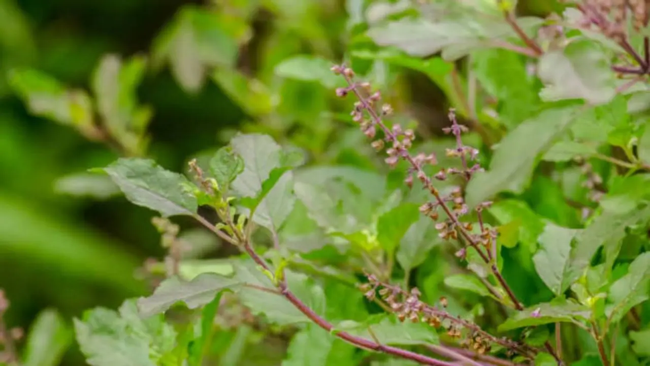 துளசியை தினமும் சாப்பிட்டால் உடல் எடை குறையுமா ?