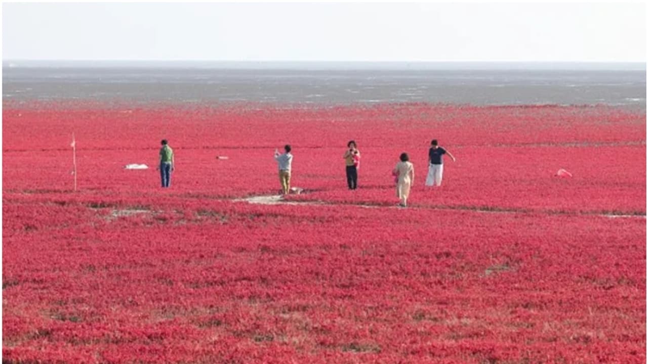 ബീച്ചിന് മുഴുവൻ ചുവപ്പ് നിറം, മണൽ ഒരു തരി പോലുമില്ല! അമ്പരപ്പിക്കുന്ന റെഡ് ബീച്ച് കാണാൻ പോകാം