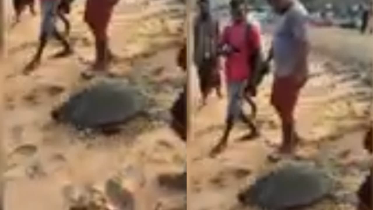 വലയിലായ ആമയെ മടക്കി അയച്ച് മത്സ്യത്തൊഴിലാളികള്, കുരുങ്ങിയത് ഒലീവ് റെഡ്ലി ഇനത്തിലെ ഭീമന് വലയിലായ ആമയെ മടക്കി അയച്ച് മത്സ്യത്തൊഴിലാളികള്, കുരുങ്ങിയത് ഒലീവ് റെഡ്ലി ഇനത്തിലെ ഭീമന്