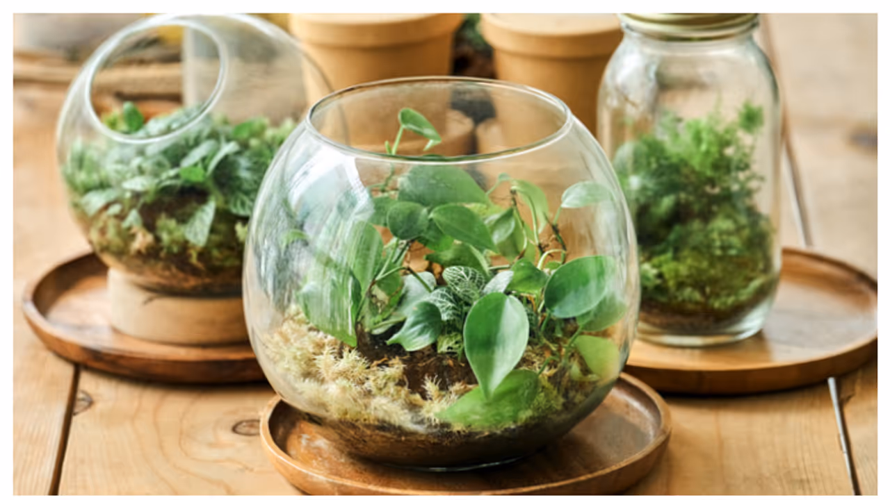 ഗാർഡന് പകരം മിനി ഗാർഡൻ; എന്താണ് കേരളത്തിൽ പ്രചാരമേറുന്ന ടെറേറിയം 