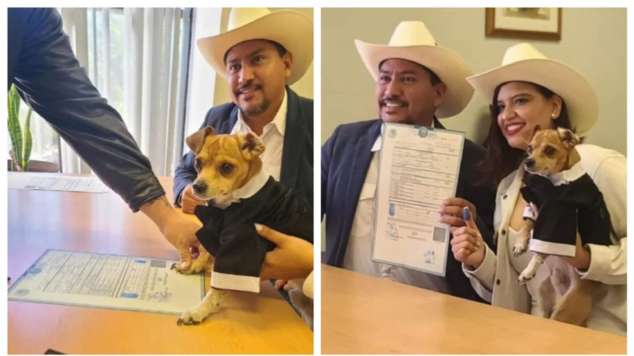 വിവാഹത്തിന് നിയമാനുസൃത സാക്ഷികളാകാൻ വളർത്ത് പട്ടിയും; അംഗീകാരം നൽകി ന്യൂയോർക്ക് അടക്കം 29 യുഎസ് സംസ്ഥാനങ്ങൾ 