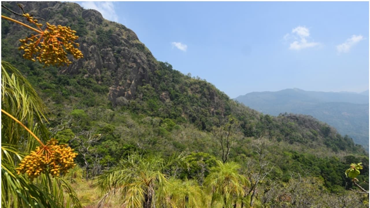 12 മണിക്കൂർ നീണ്ടുനിൽക്കുന്ന കഠിനമായ ട്രെക്കിംഗ്, പ്രകൃതിയുടെ പരീക്ഷക്ക് തയ്യാറാണോ? പോകാം വരയാടുമൊട്ടയിലേക്ക് 12 മണിക്കൂർ നീണ്ടുനിൽക്കുന്ന കഠിനമായ ട്രെക്കിംഗ്, പ്രകൃതിയുടെ പരീക്ഷക്ക് തയ്യാറാണോ? പോകാം വരയാടുമൊട്ടയിലേക്ക്