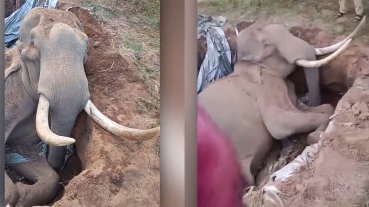 മലപ്പുറത്ത് ചരിഞ്ഞ കാട്ടാനയുടെ ശരീരത്തിൽ വെടിയുണ്ട; കണ്ടെത്തിയത് പോസ്റ്റ്മോർട്ടം പരിശോധനയിൽ;അന്വേഷണം തുടങ്ങി മലപ്പുറത്ത് ചരിഞ്ഞ കാട്ടാനയുടെ ശരീരത്തിൽ വെടിയുണ്ട; കണ്ടെത്തിയത് പോസ്റ്റ്മോർട്ടം പരിശോധനയിൽ;അന്വേഷണം തുടങ്ങി