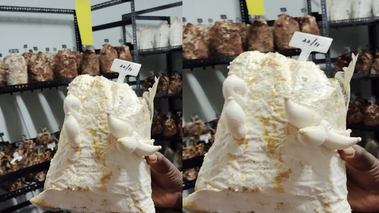 ಆಲ್‌ಝೈಮರ್ ನಿಯಂತ್ರಣಕ್ಕೆ ಅಣಬೆ ಮದ್ದು: ಮರೆವು ರೋಗಕ್ಕೆ ಐಐಎಚ್‌ಆರ್‌ನಿಂದ ಔಷಧ ಸಂಶೋಧನೆ