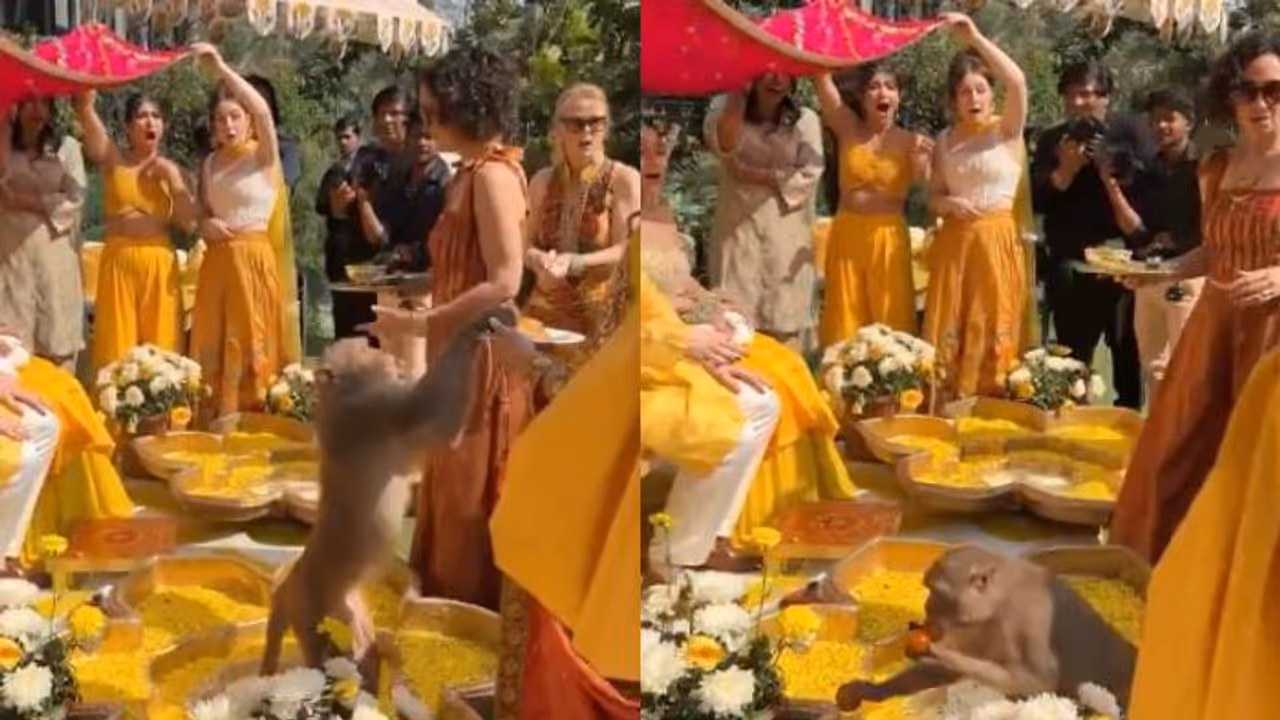 ഞെട്ടിയോ? ആ ഞെട്ടി; ആരുടേയും കണ്ണിൽ പെടാതെ അകത്തേക്ക്, ഒറ്റനിമിഷം കൊണ്ട് ലഡുവും കൊണ്ട് മുങ്ങി; വീഡിയോ ഞെട്ടിയോ? ആ ഞെട്ടി; ആരുടേയും കണ്ണിൽ പെടാതെ അകത്തേക്ക്, ഒറ്റനിമിഷം കൊണ്ട് ലഡുവും കൊണ്ട് മുങ്ങി; വീഡിയോ