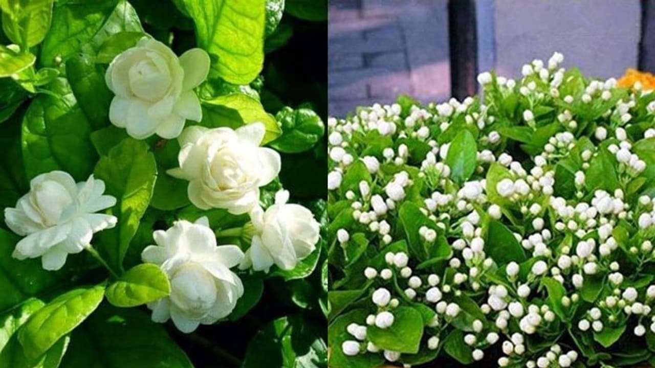 How to get more flowers on mogra plant