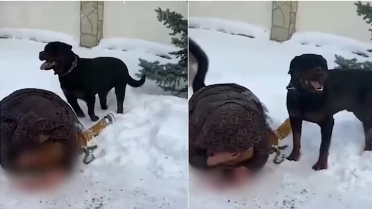 Russia: Viral video shows mother shielding child from Rottweiler attack; WATCH