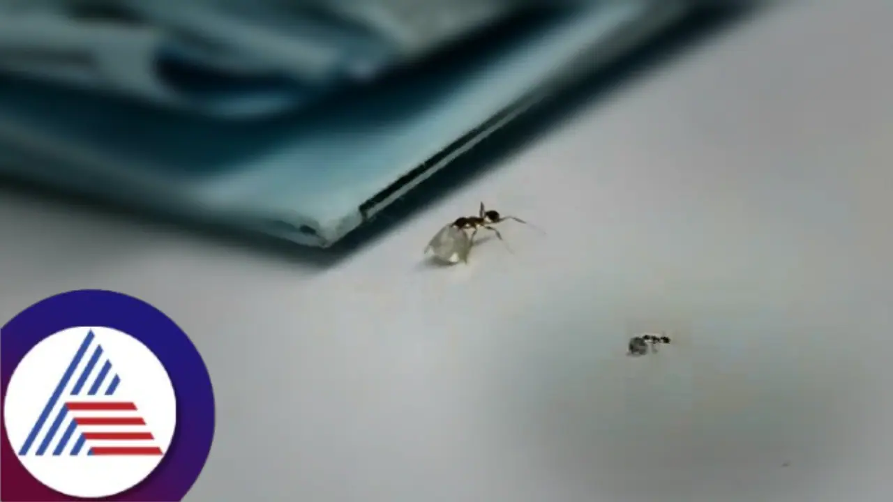 ವಜ್ರದ ಅಂಗಡಿಗೆ ಕನ್ನ ಹಾಕಿ ಎಗರಿಸಿದ ಇರುವೆ! ಸಿಸಿಟಿವಿಯಲ್ಲಿ ಜಗತ್ತಿನ ಅತಿ ಚಿಕ್ಕ ಕಳ್ಳನ ಕಿತಾಪತಿ ದಾಖಲು...